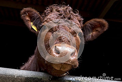 Curious Brown Cow â€“ British Cattle Stock Photo